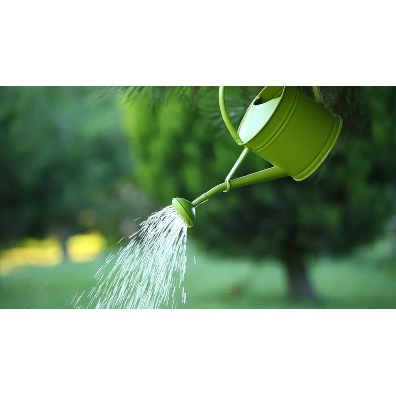What to Plant Where