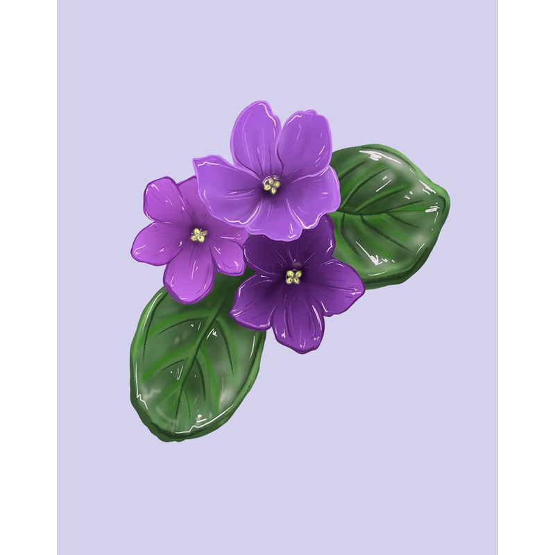 African Violet