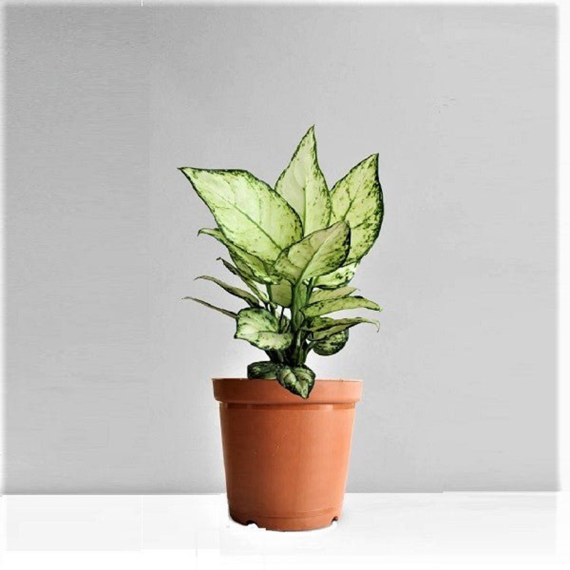 Aglaonema Super White Plant in 5 inch (13 cm) Pot