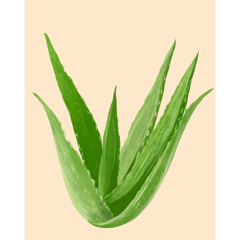 Aloe Plant