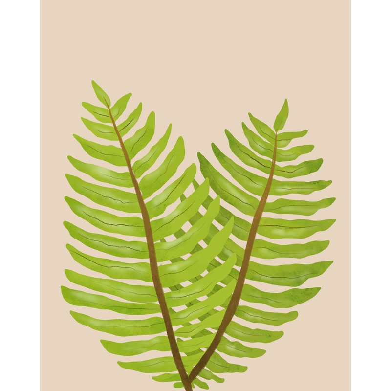 Boston Fern