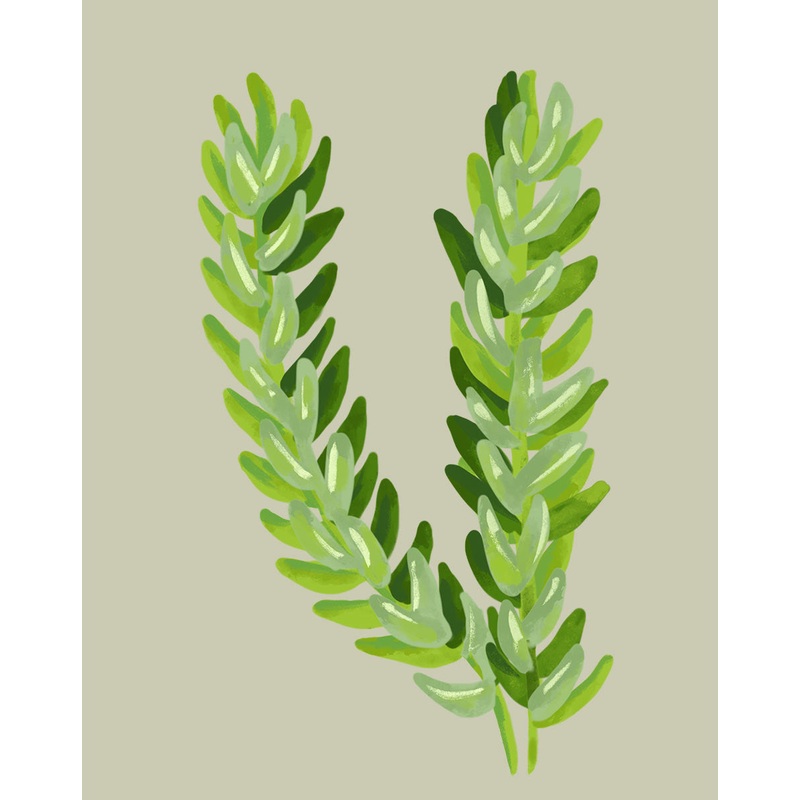 Burro’s Tail
