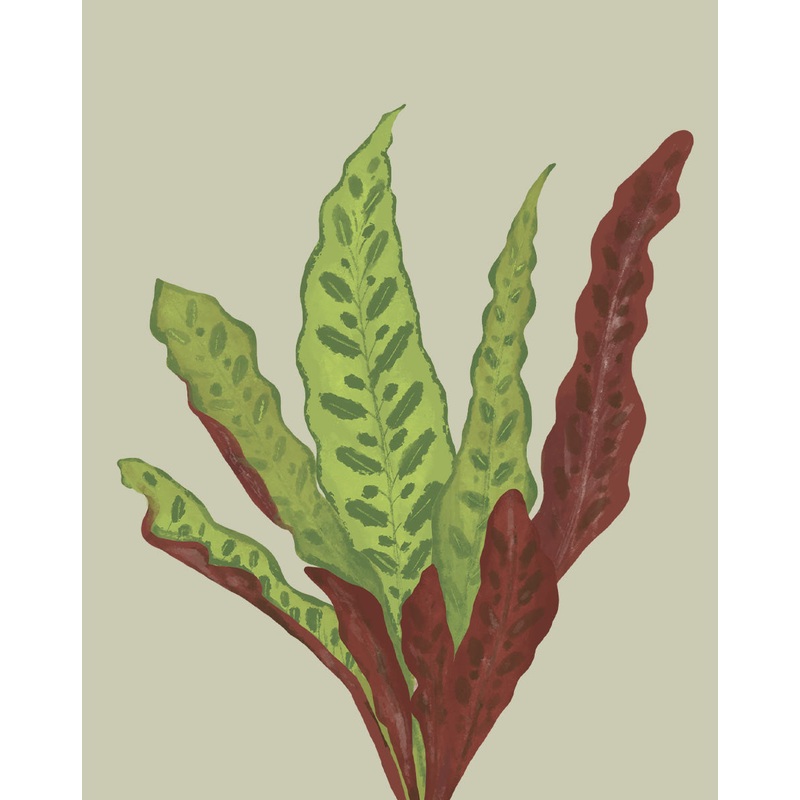 Calathea Rattlesnake