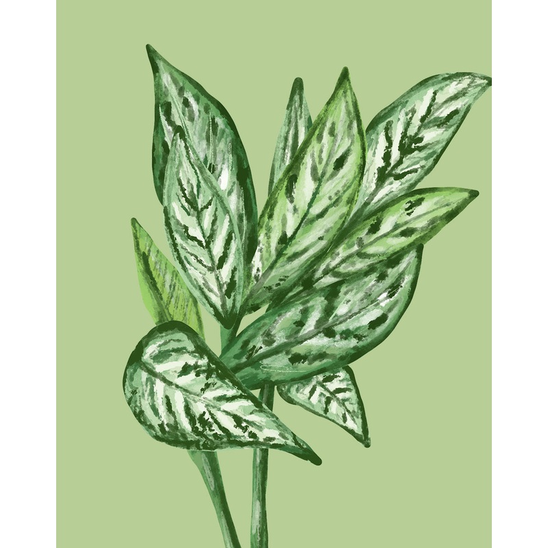 Chinese Evergreen