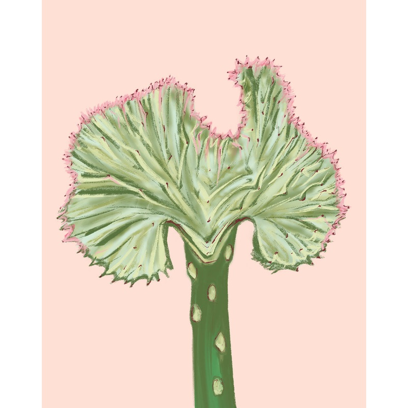 Coral Cactus