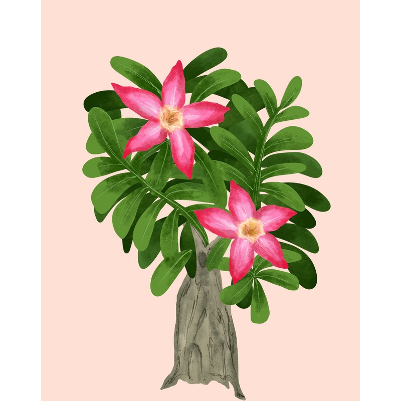 Desert Rose