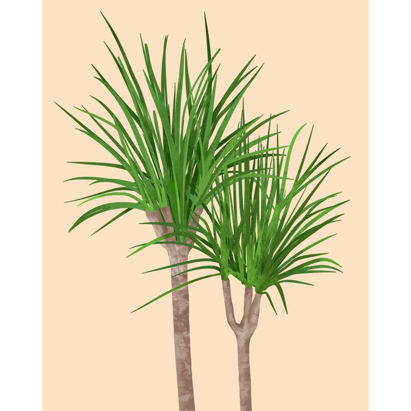 Dragon Tree