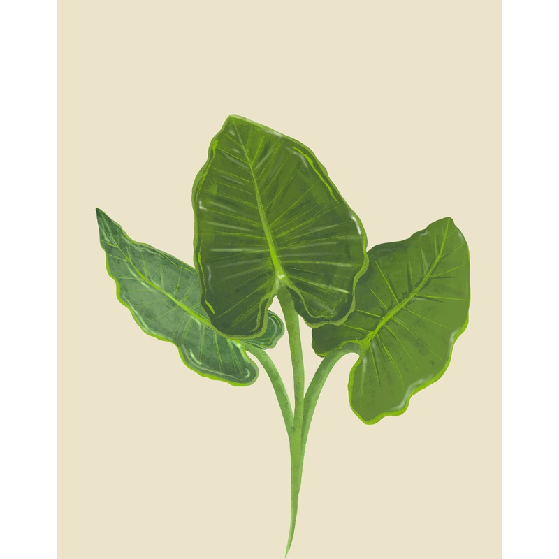 Elephant Ear