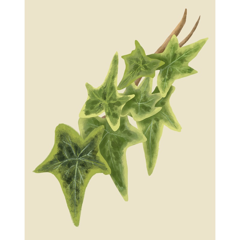English Ivy