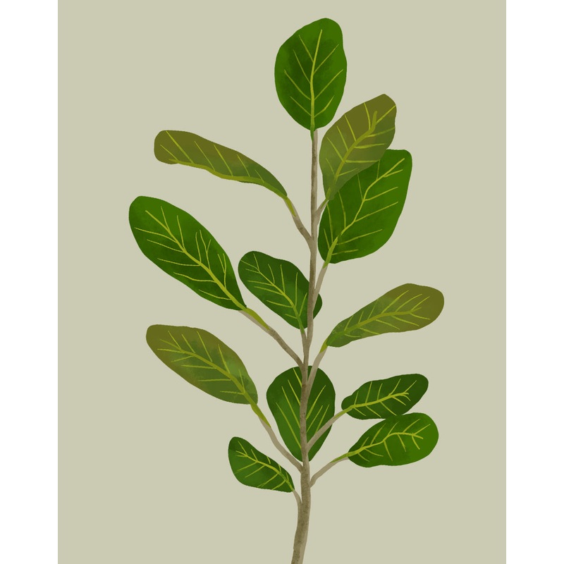 Ficus Audrey