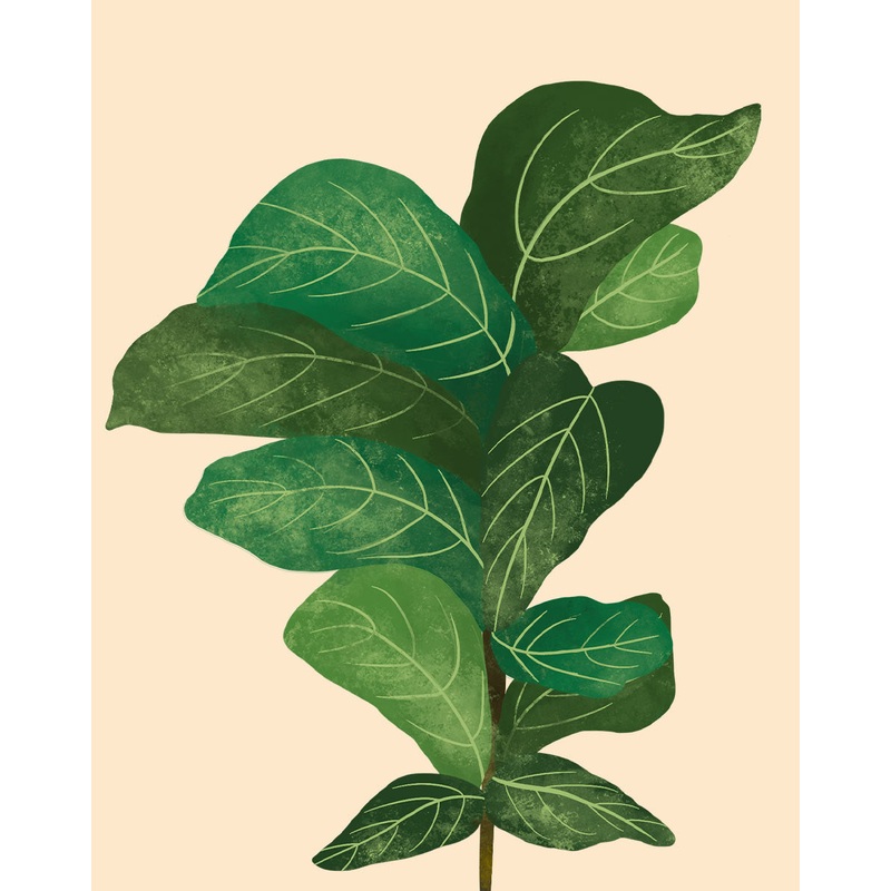 Fiddle Leaf Fig