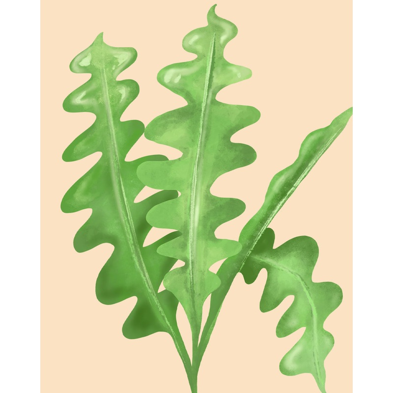 Fishbone Cactus