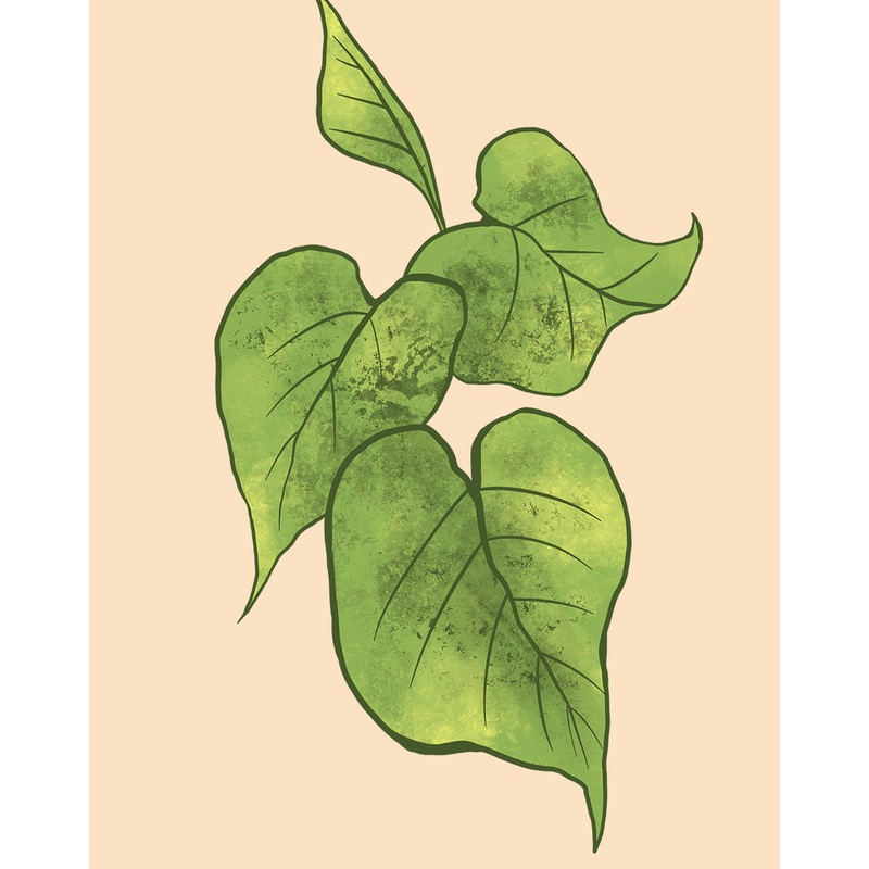 Golden Pothos