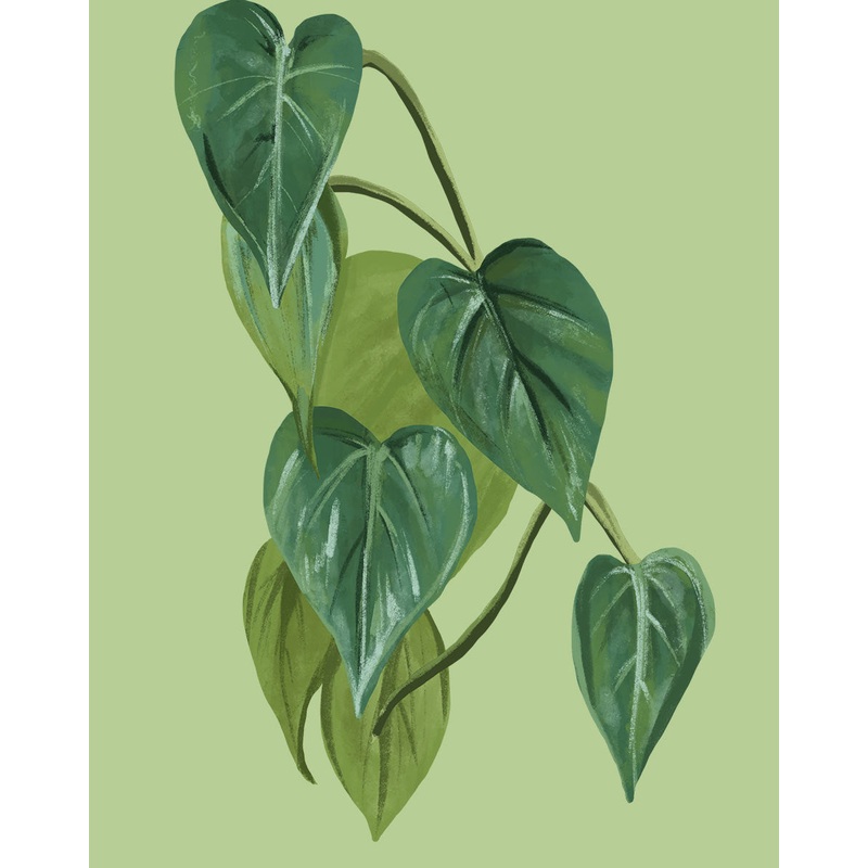 Heartleaf Philodendron