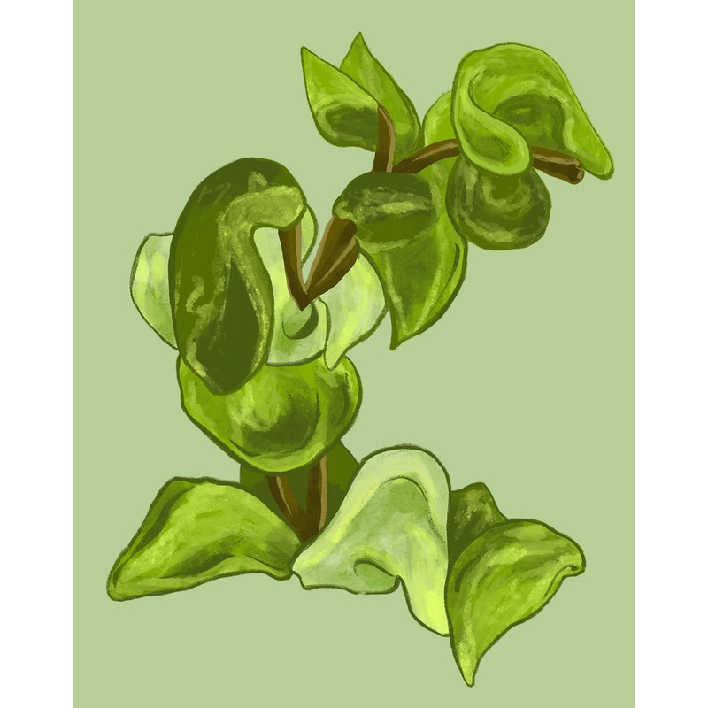 Hindu Rope Plant