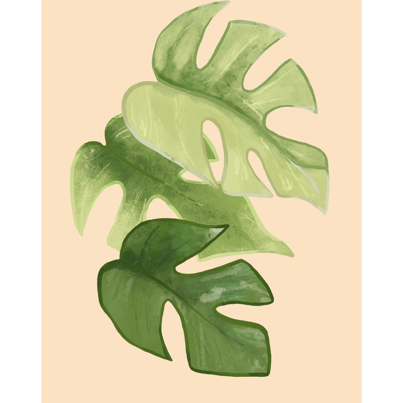 Mini Monstera