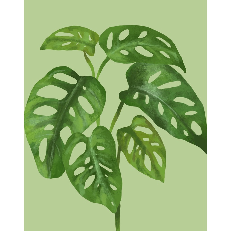Monstera Adansonii