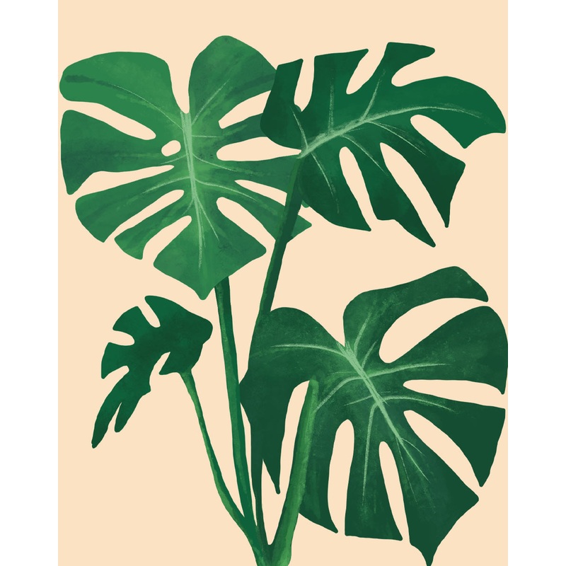 Monstera deliciosa