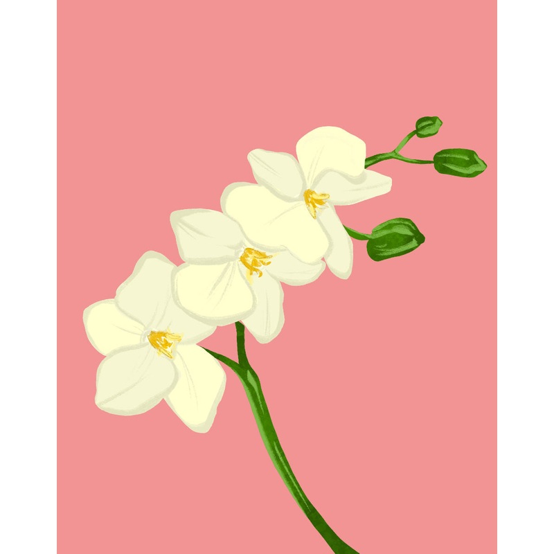 Moth Orchid