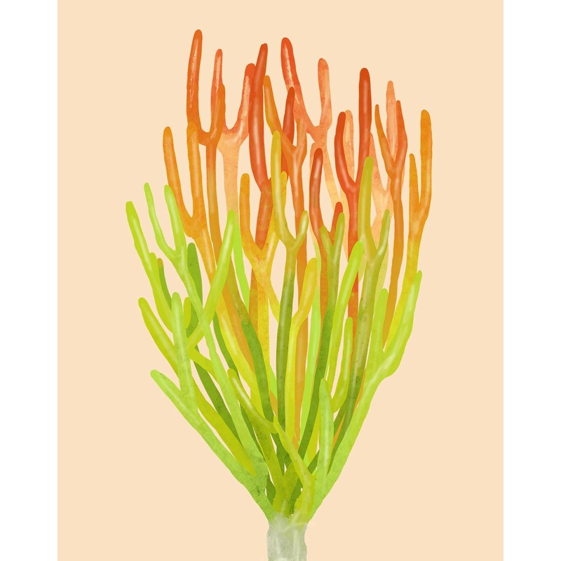 Pencil Cactus