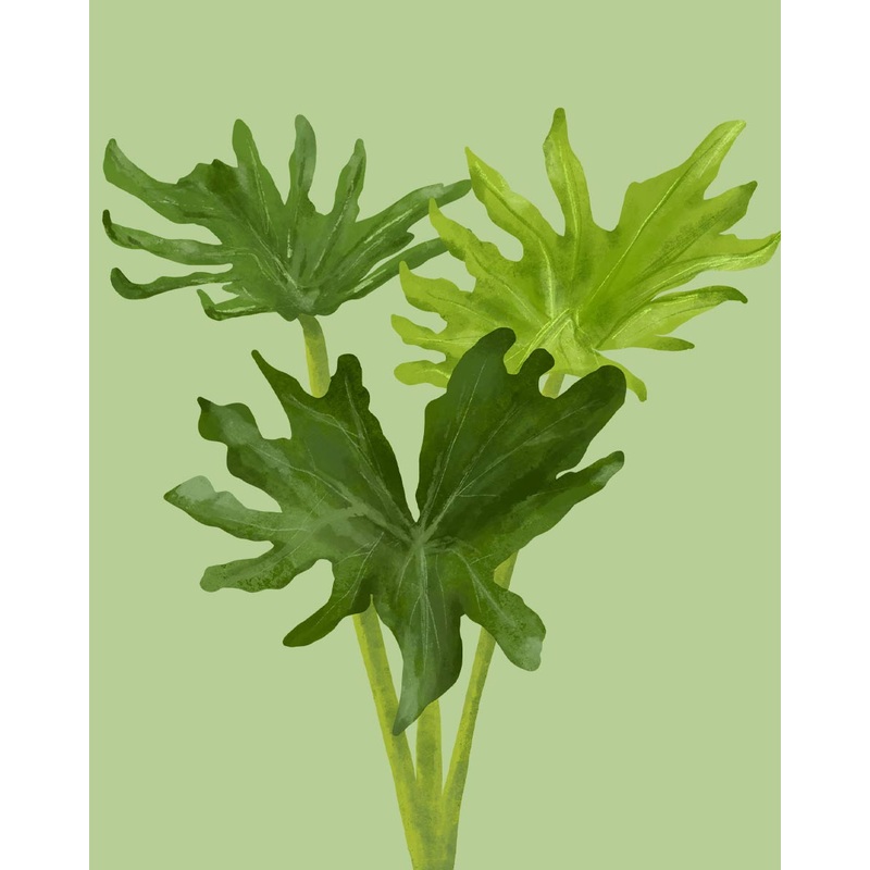 Philodendron Selloum