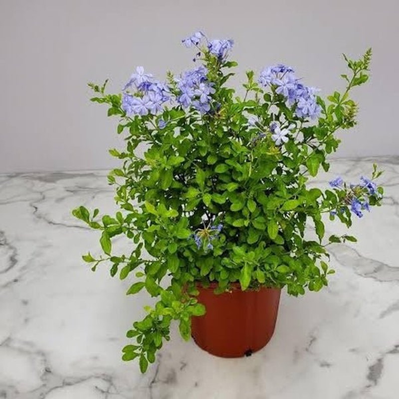 Plumbago (Blue) Plant in 10 inch Grow Bag