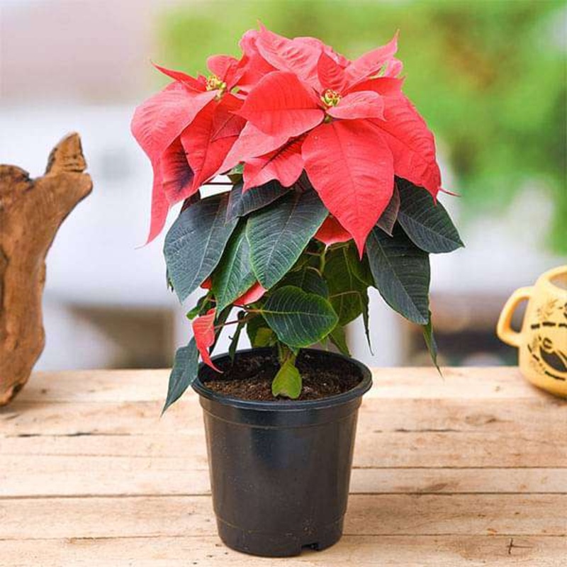 Poinsettia, Christmas Flower (Red) Plant in 6 inch Pot