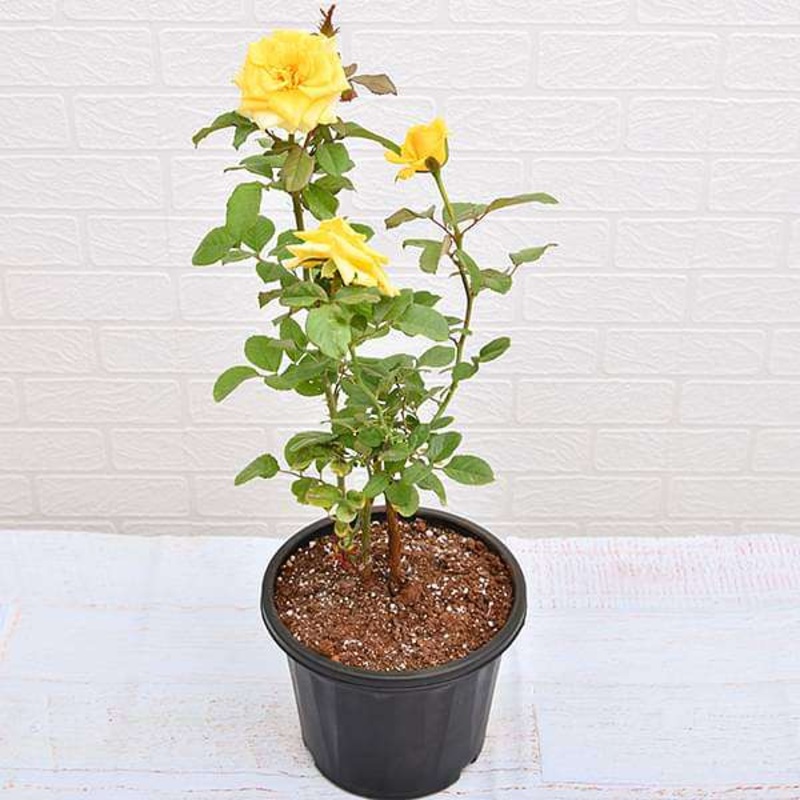 Rose (Yellow) Plant in 10 inch Grow Bag