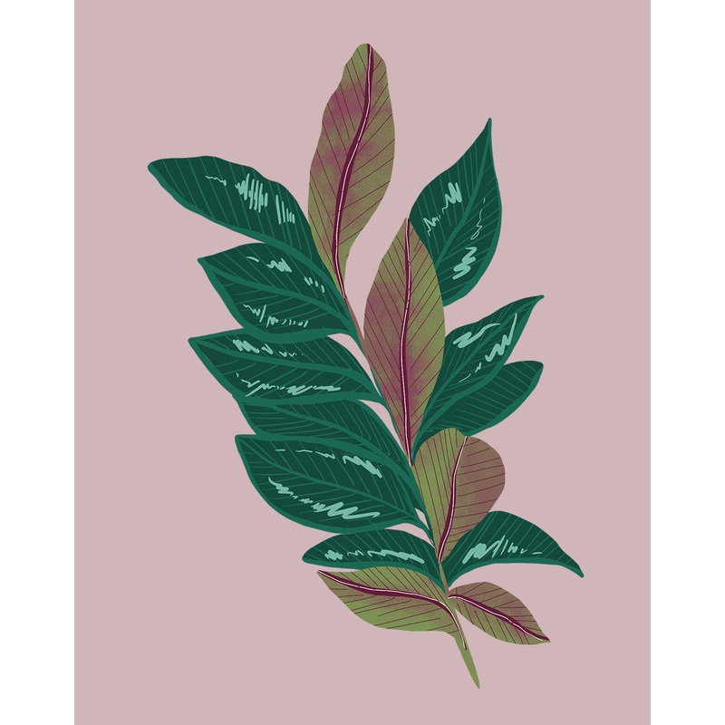 Rubber Tree