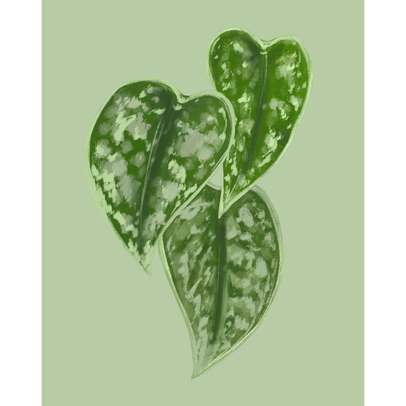 Satin Pothos