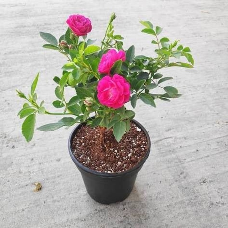 Scented rose (Any Variety, Any Color) Plant in 10 inch Grow Bag