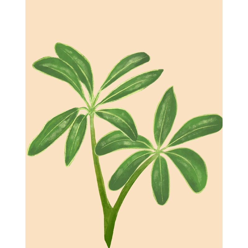 Schefflera