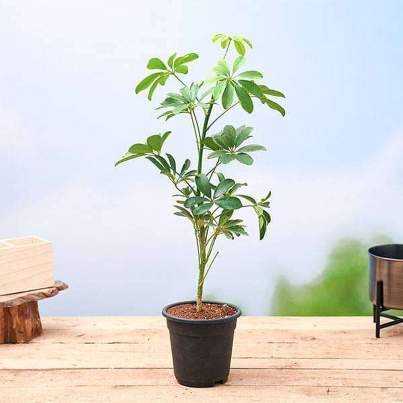 Schefflera Plant in 5 inch Pot