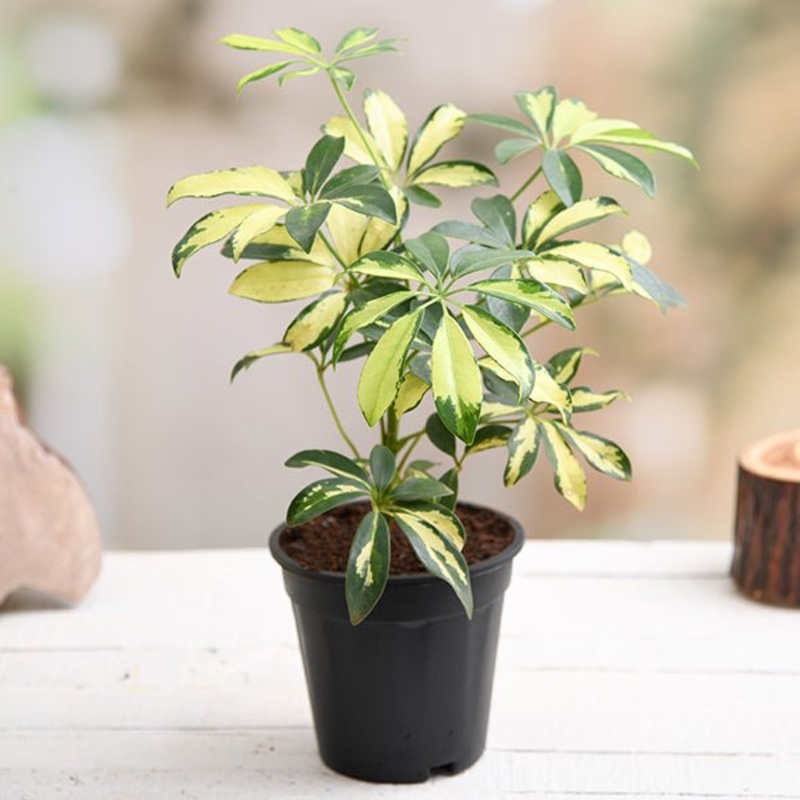 Schefflera Variegated Plant in 5 inch Pot