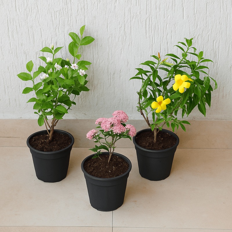 Set of 3 Outdoor Flowering Plants for Beautiful Garden