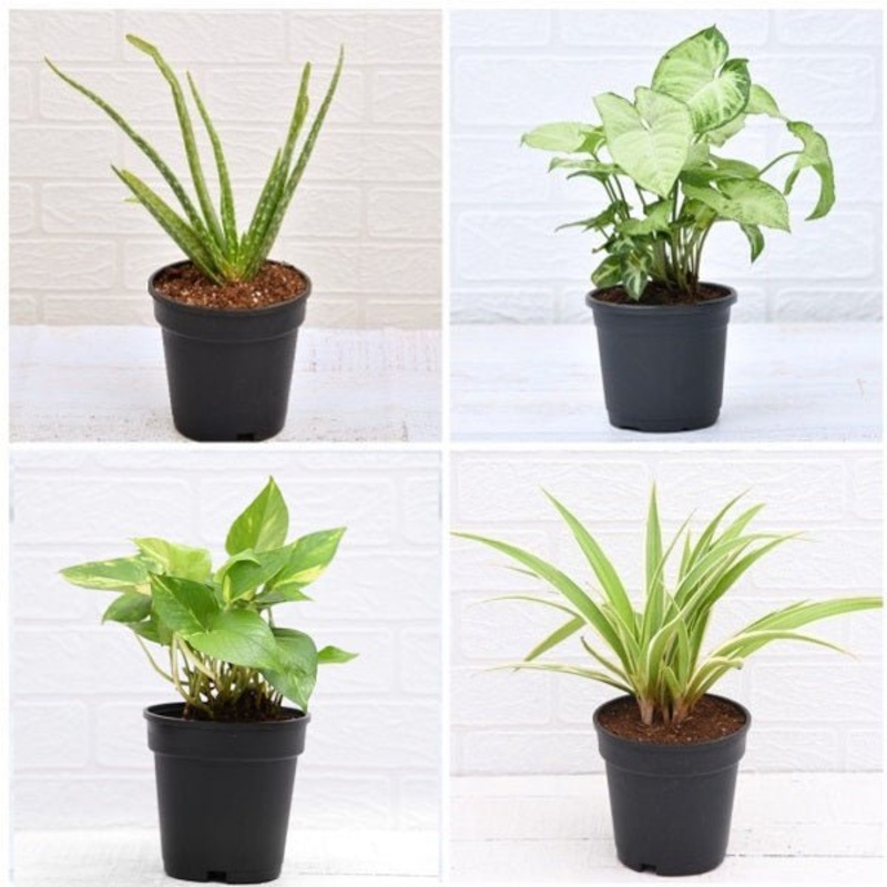 Set of 4 Lucky Plants