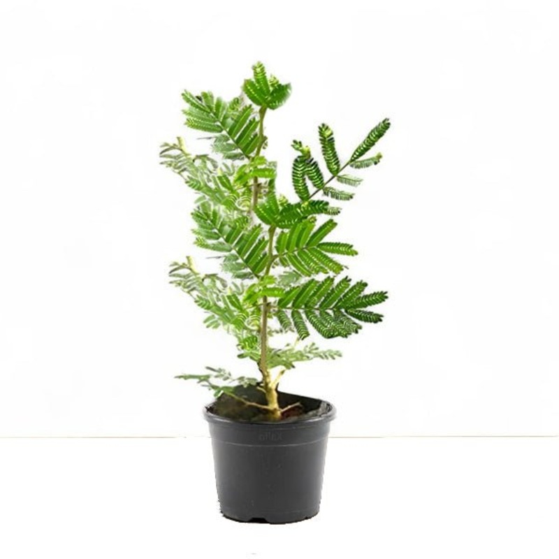 Shami Plant in 10 inch Grow Bag