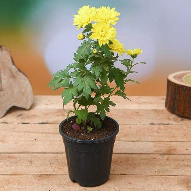 Shevanti, Chrysanthemum (Any Color) Plant in 5 inch Pot