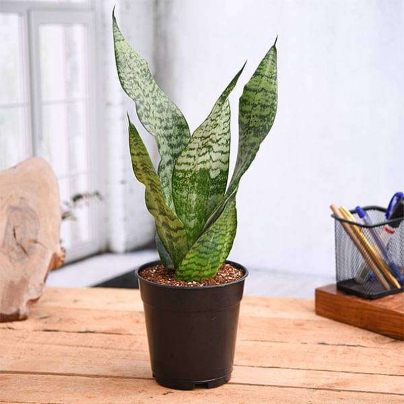 Snake Plant, Sansevieria trifasciata, Sansevieria zeylanica Plant in 5 inch Pot
