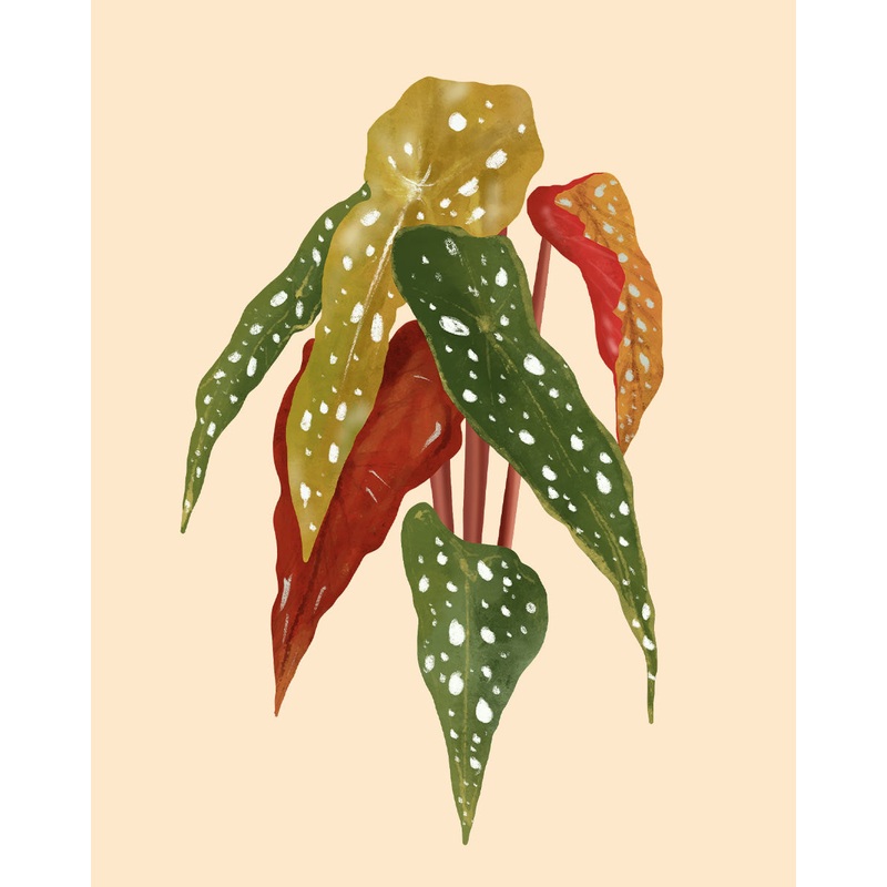 Spotted Begonia