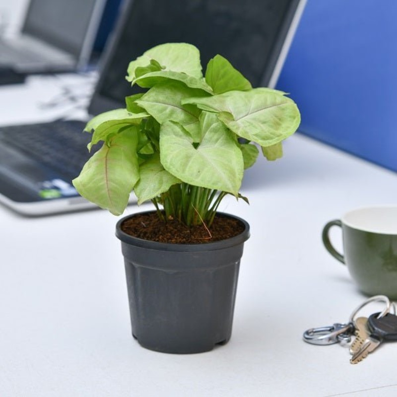 Syngonium Plant Any Variety in 4 inch Pot