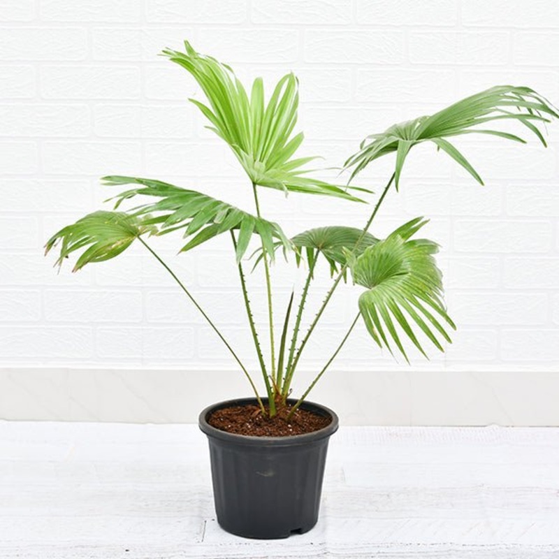 Table palm, Umbrella Palm Plant in 10 inch Grow Bag