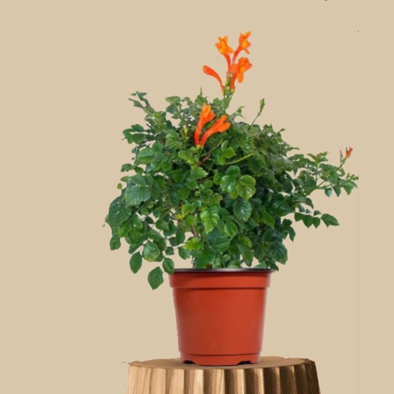 Tecoma (Shrub, Orange) Plant in 10 inch Grow Bag