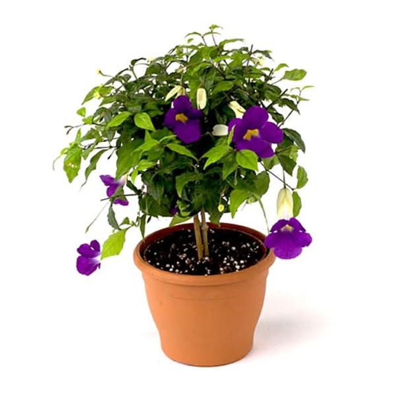 Thunbergia Erecta Nana, Bush Clock Vine (Blue) Plant in 7 inch (18 cm) Grower Round Plastic Pot (Black)