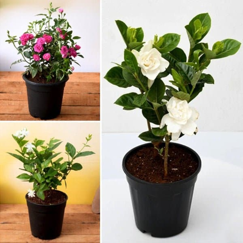 Top 3 Year Round Flowering Plants