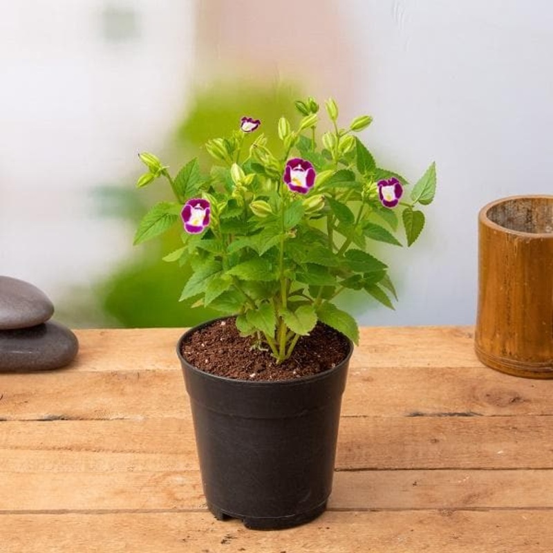 Torenia (Any Color) Plant in 5 inch Pot