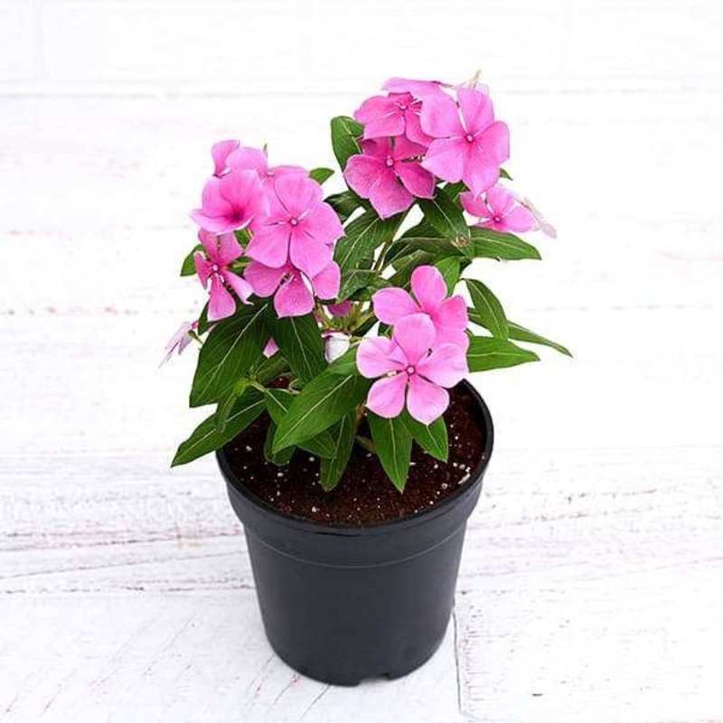 Vinca, Catharanthus roseus (Any Color) Plant in 5 inch Pot