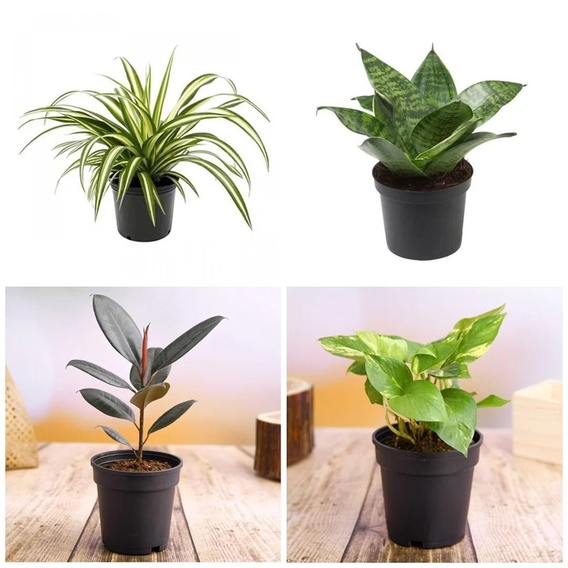 World Environment Day Special (4 Plants Pack)