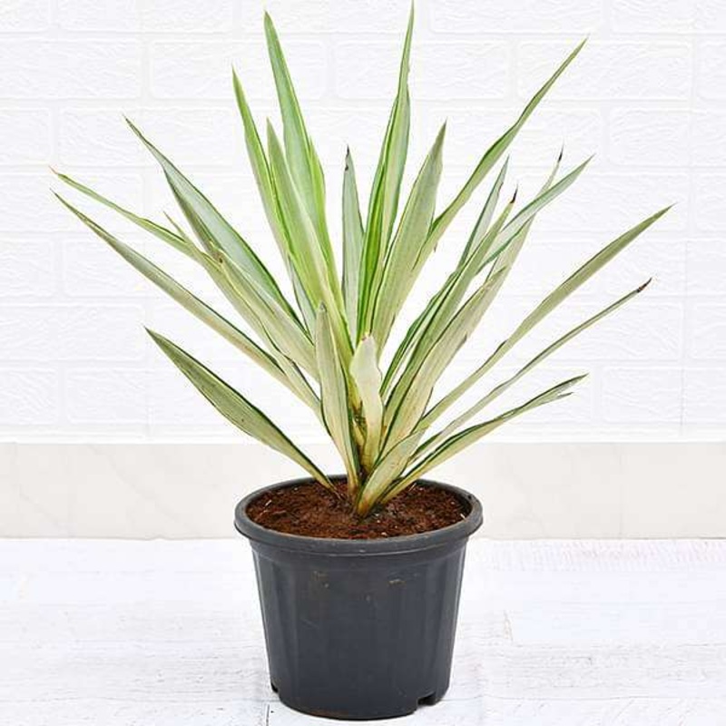 Yucca Plant in 10 inch Grow Bag