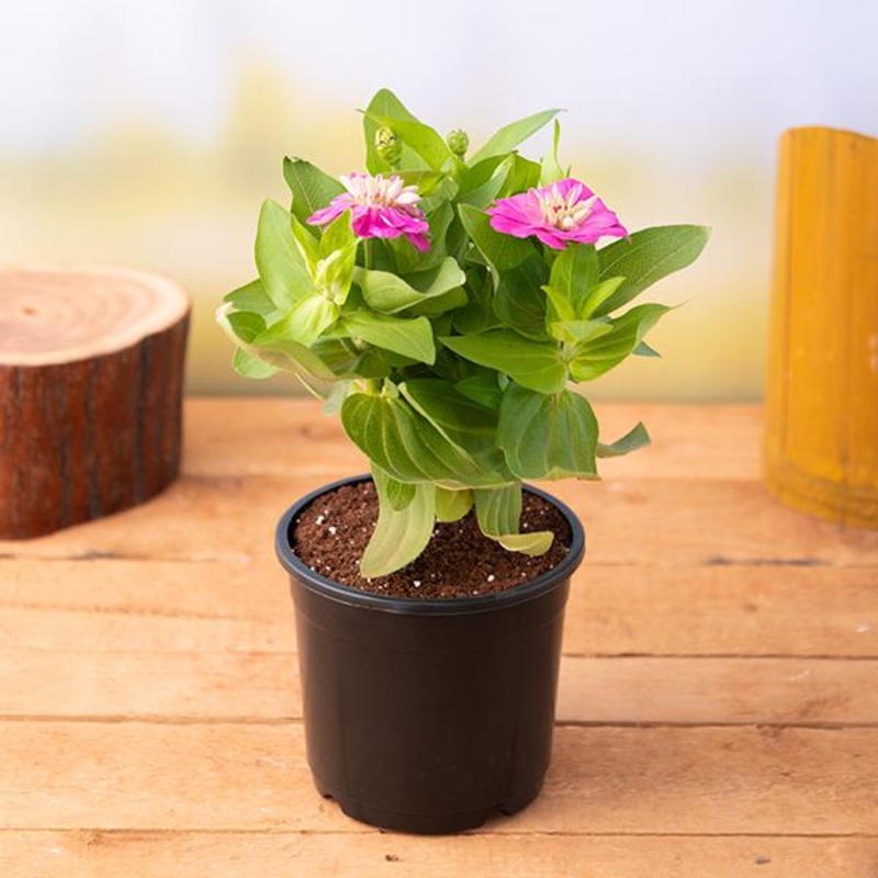 Zinnia (Any Color) Plant in 5 inch Pot